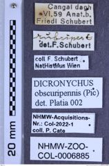 Etiketten zu Dicronychus obscuripennis (Pic, 1899) (NHMW-ZOO-COL-0006885)